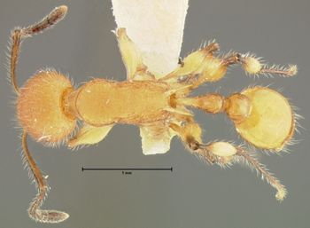 Media type: image; Entomology 22412   Aspect: habitus dorsal view